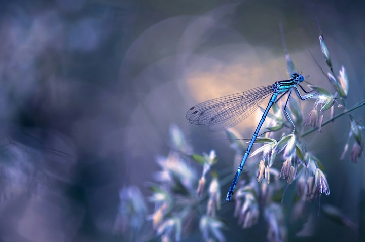 Dragonfly