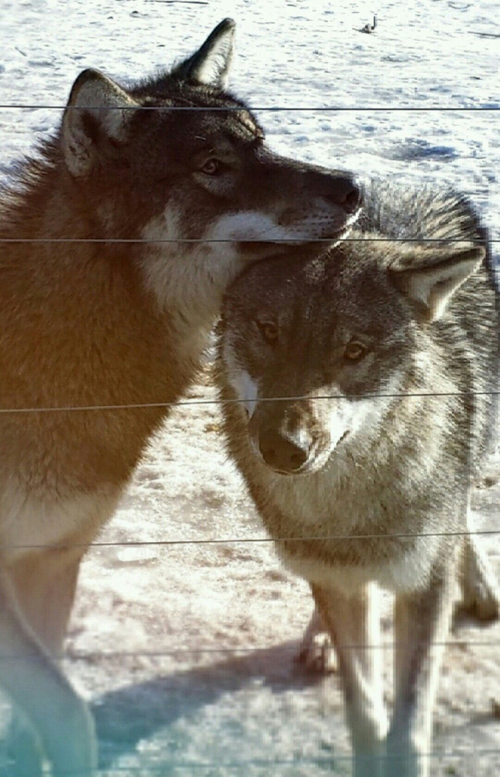 Hektor & Lupin 
