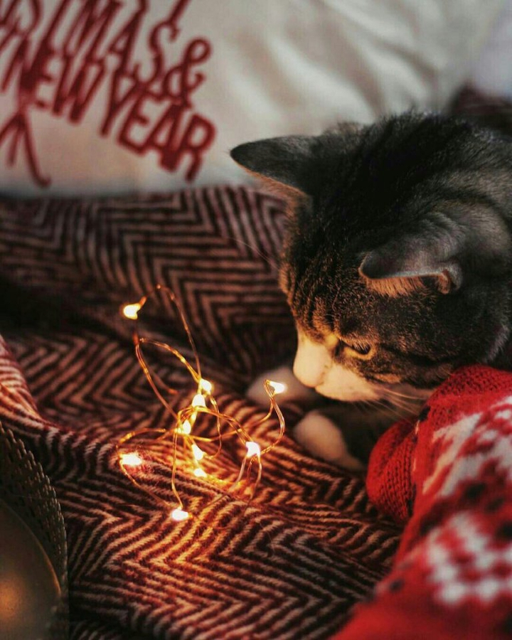 cat