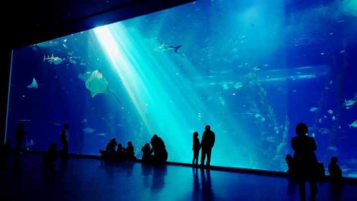 aquarium in jeju