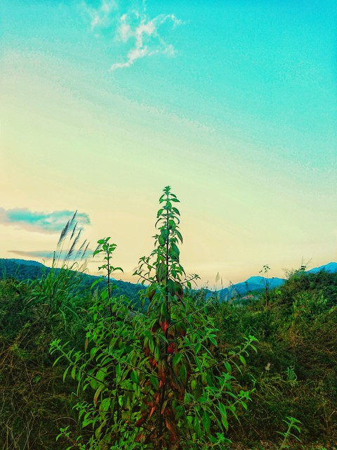 Country - Vietnam