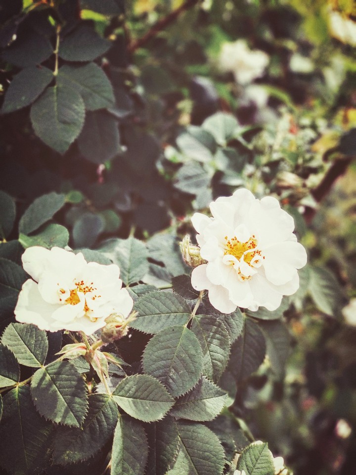 Beaty in minor things