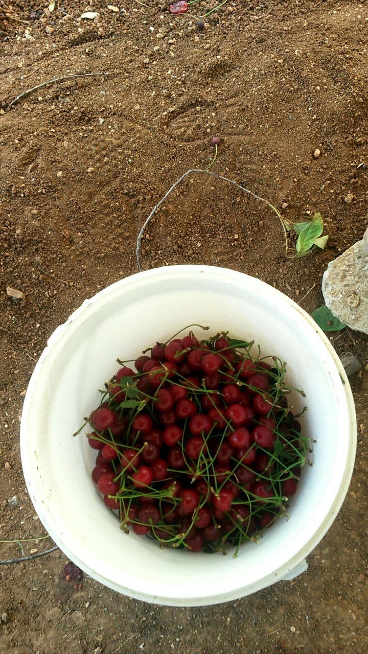 fruit