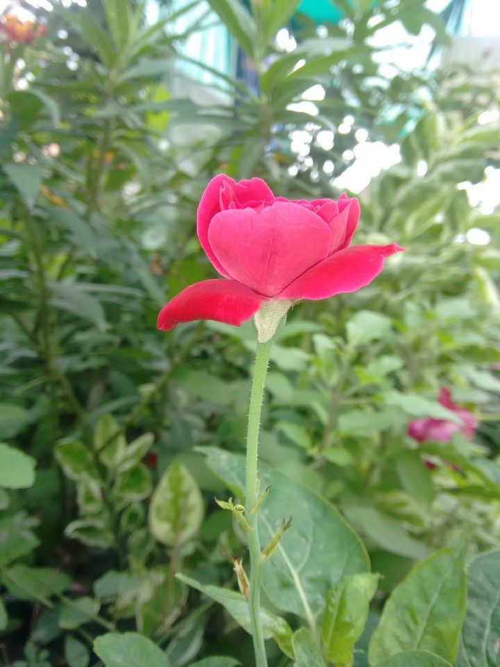 Red Rose