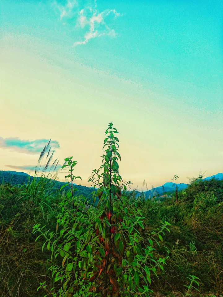 Country - Vietnam