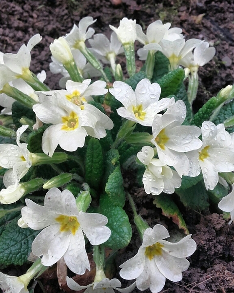fondos de pantalla flower, primula