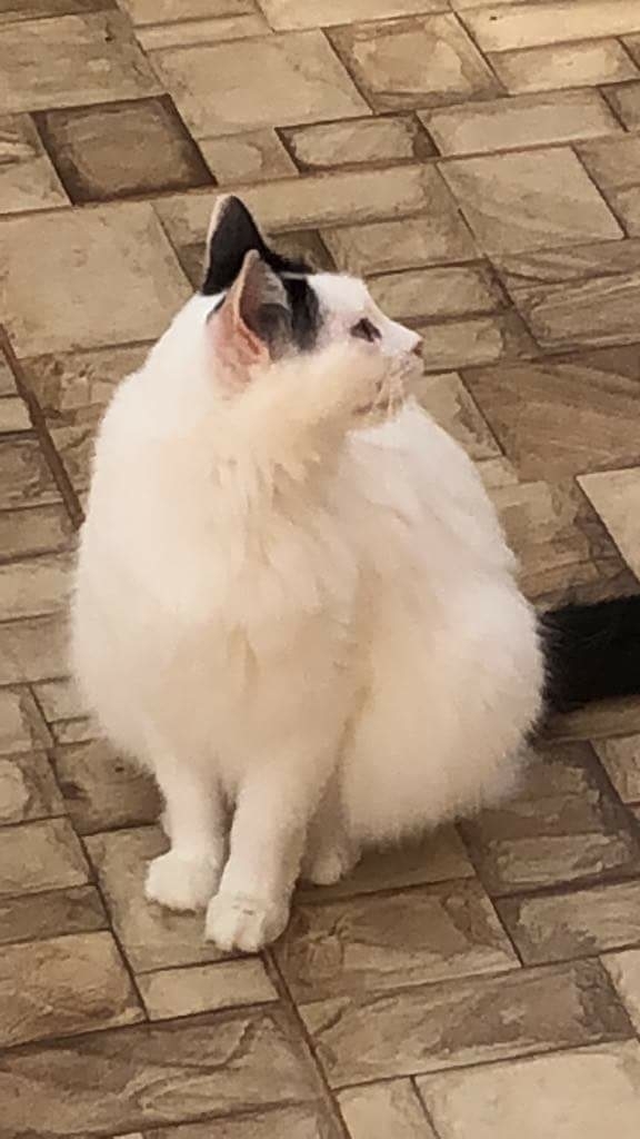 mãezinha