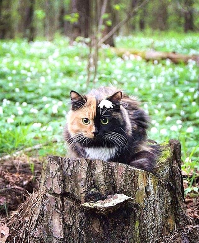 cat