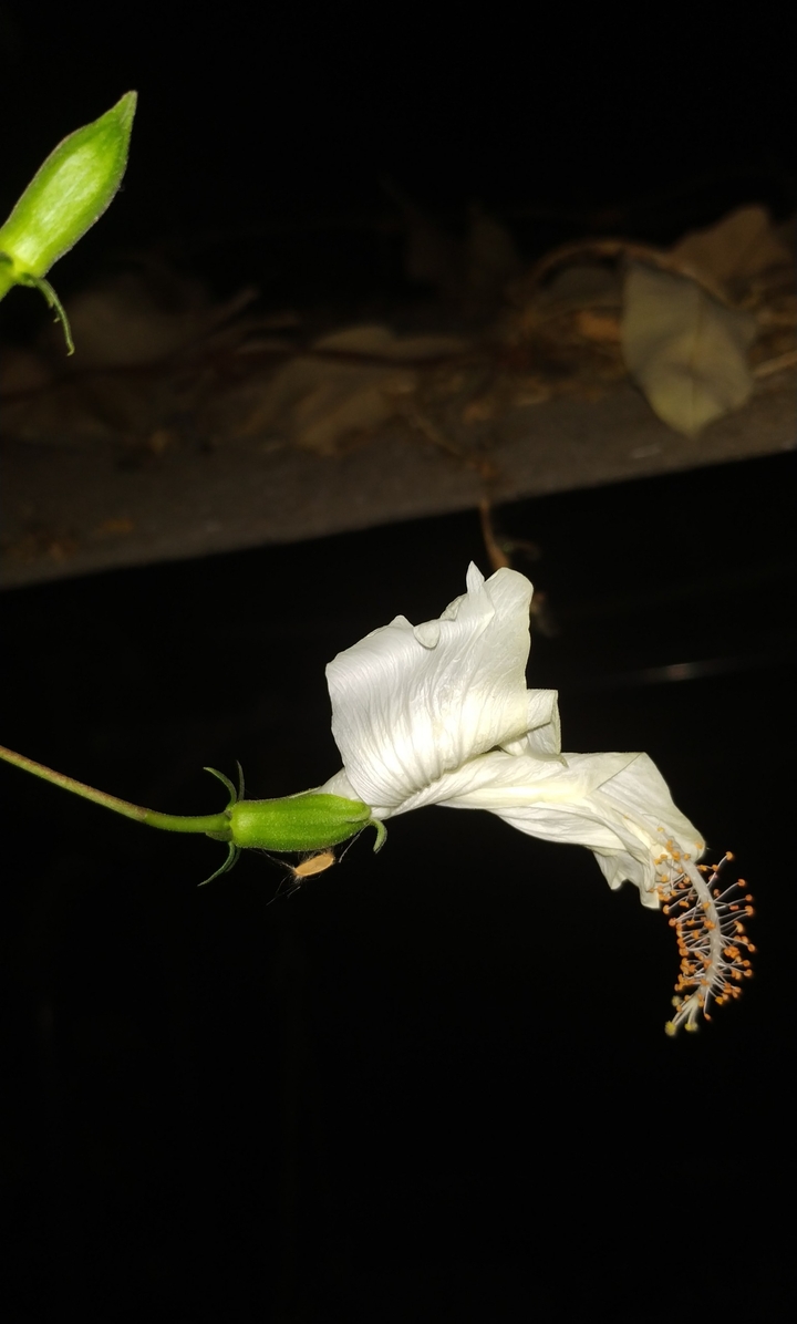 Night hibiscus