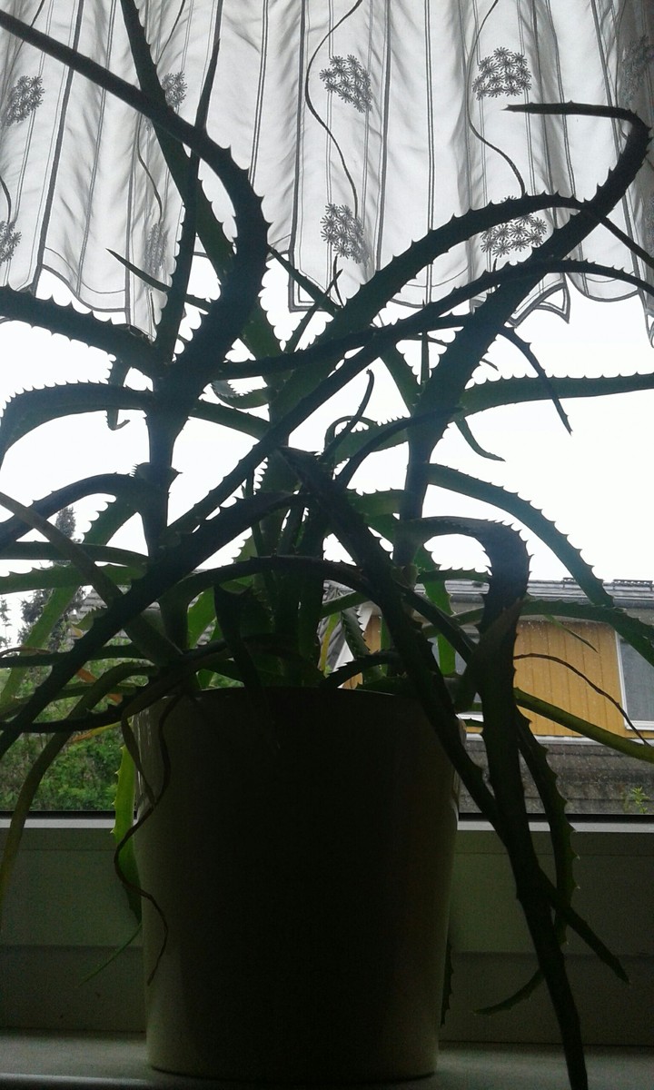 Die Blume