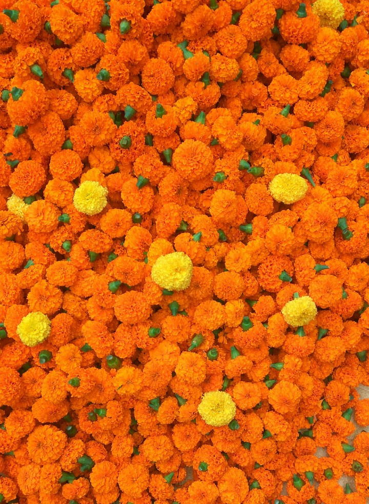 flowers