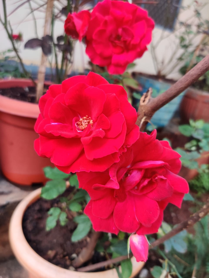 @Roses