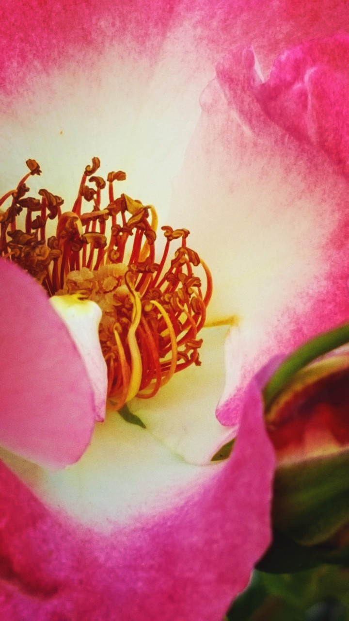 Open rose