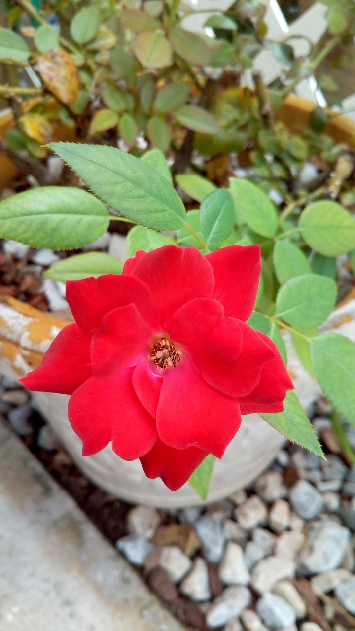 Beatiful Red Rose / Hermosa Rosa Roja