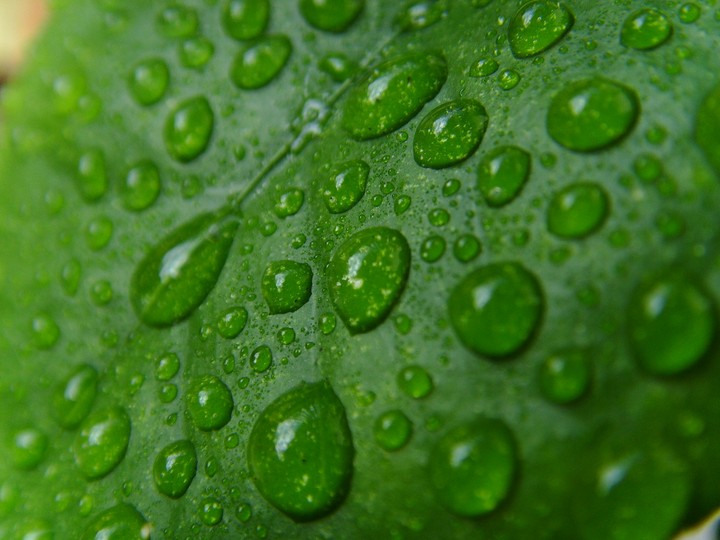 Lemon tree with water drops