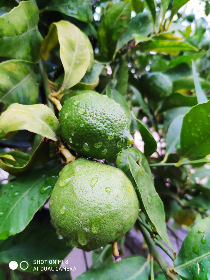 Limone
