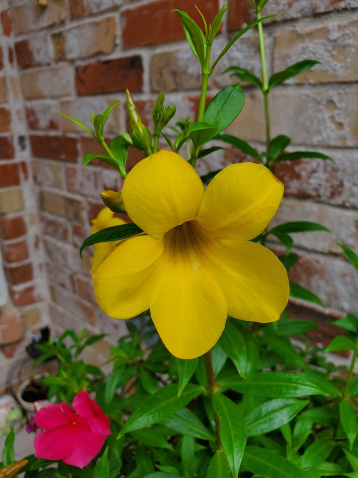 yellow flower