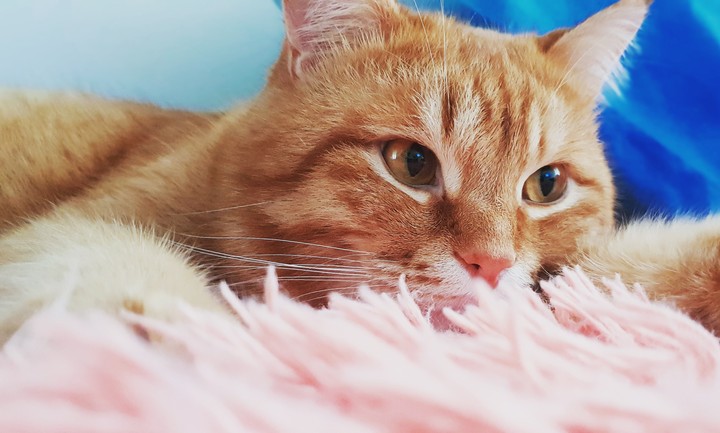 His name is Orange