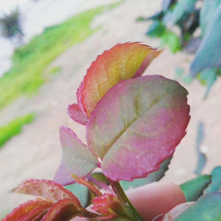 nature