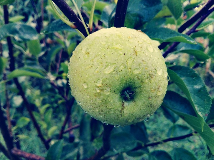 apple!