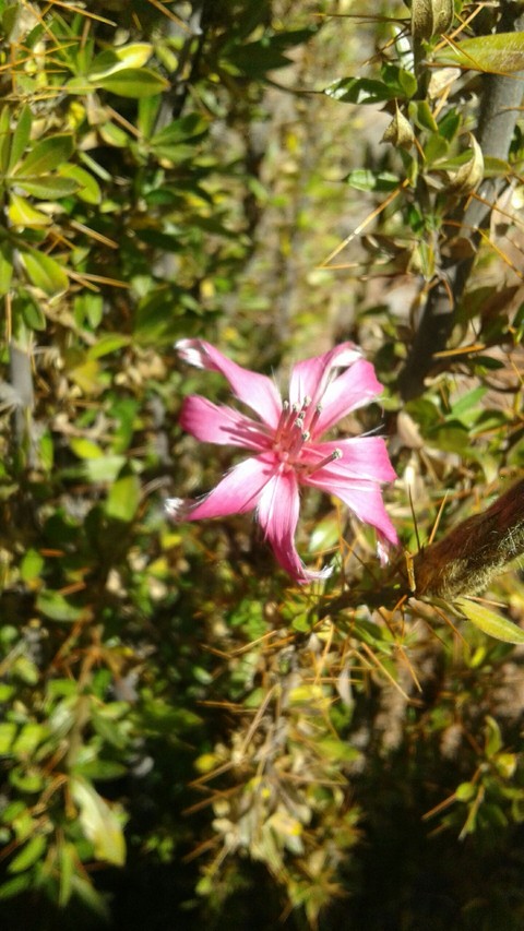 sfondi wildflower, petal