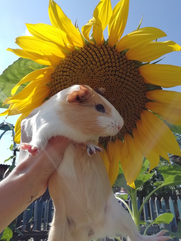 котлетка