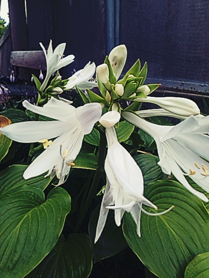 white flower