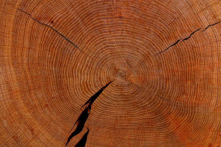 Old Tree