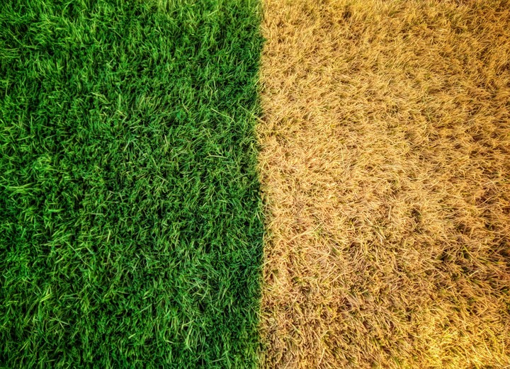 Turfgrass