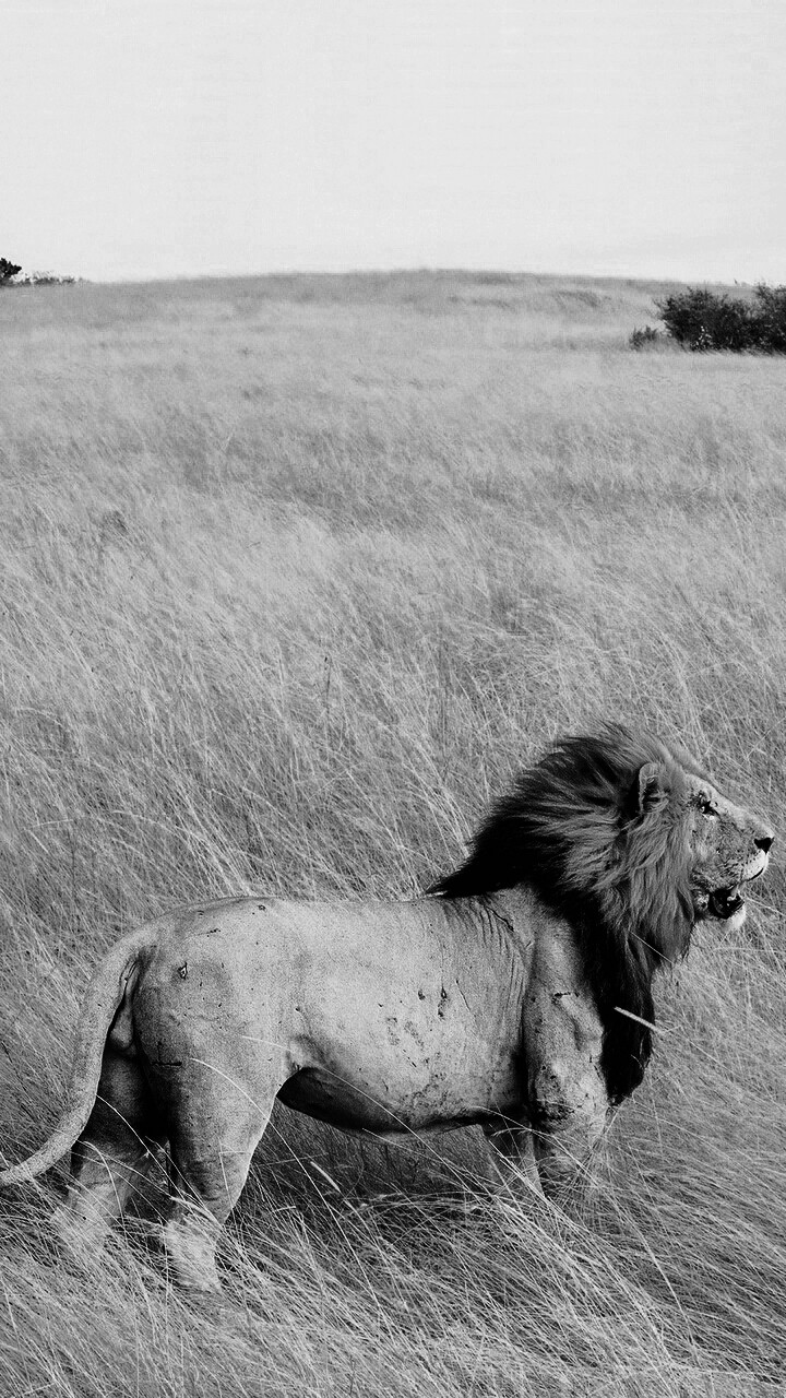 Lonely lion
