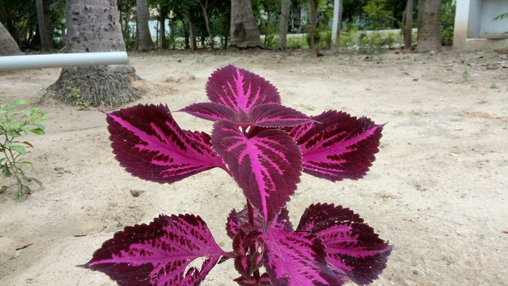 purple flower