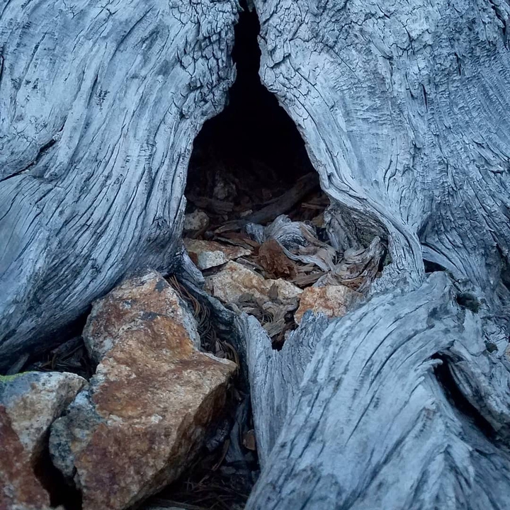 Critter Hole