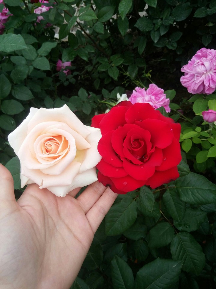 Keep calm and love flowers
