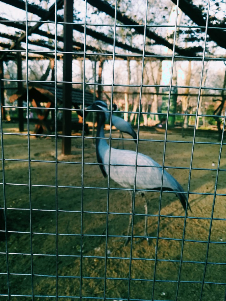 за клеткой