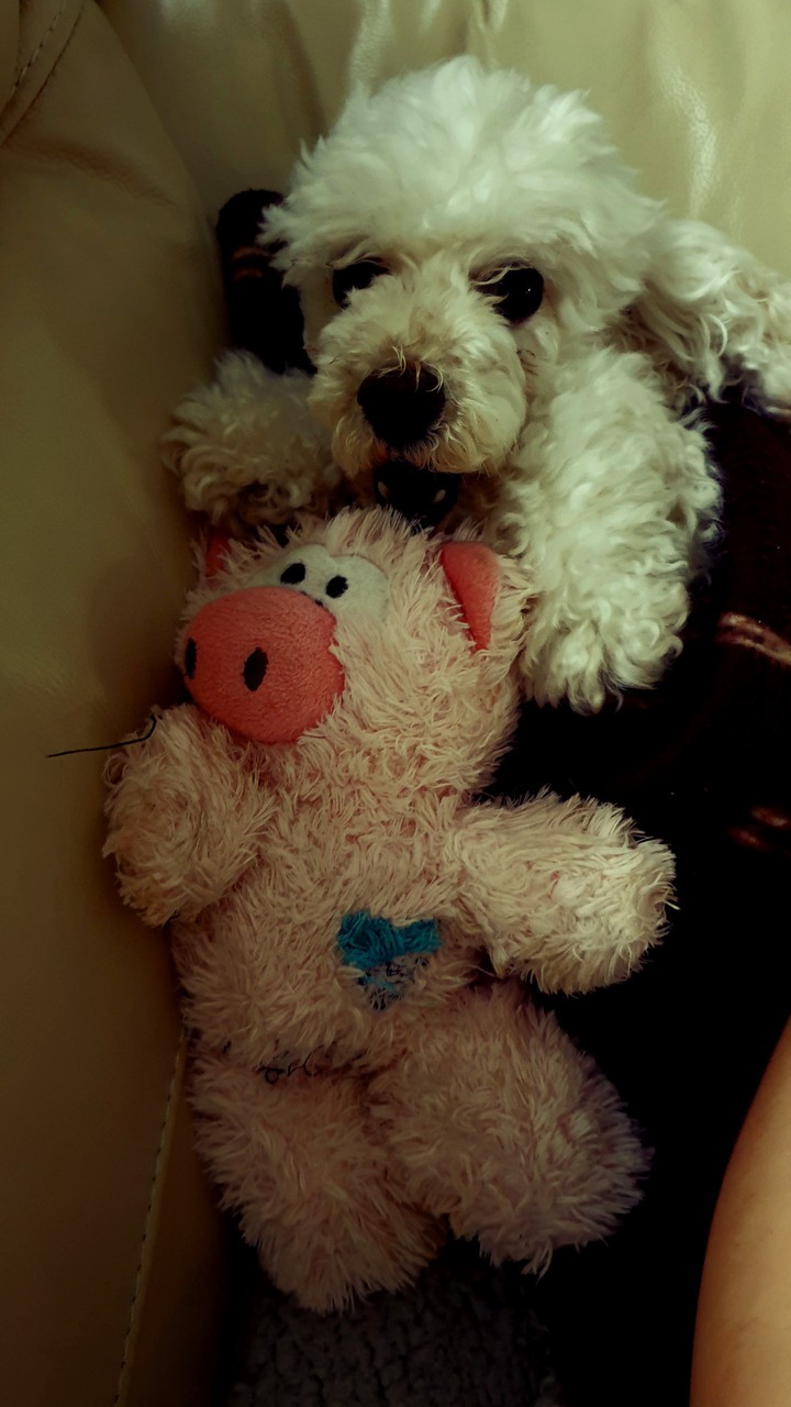 poodle with her favorite toy