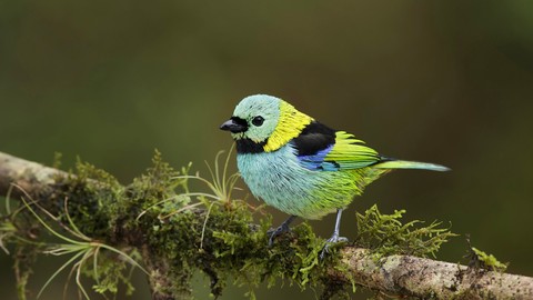 cute bird