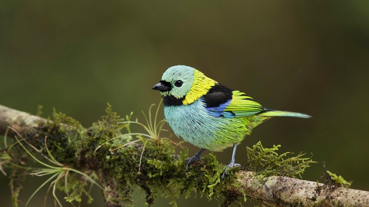 cute bird
