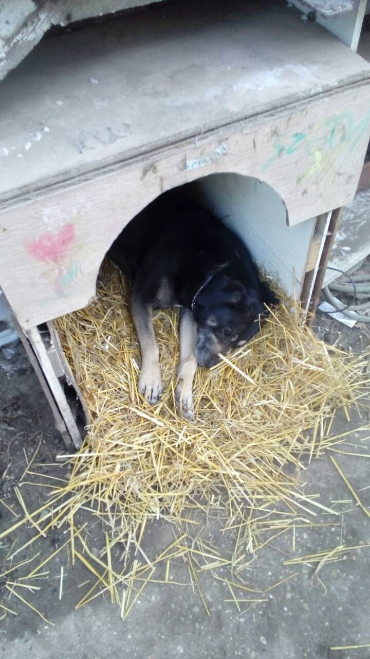 my dog is sleeping