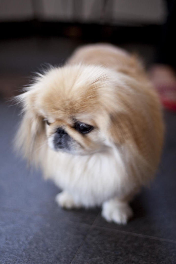 cute dog