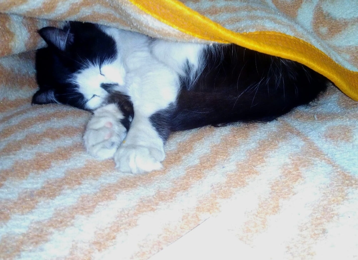 frio