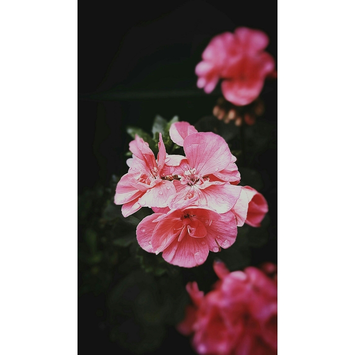 ajisai
