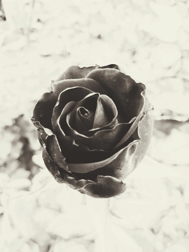 To die or not to die