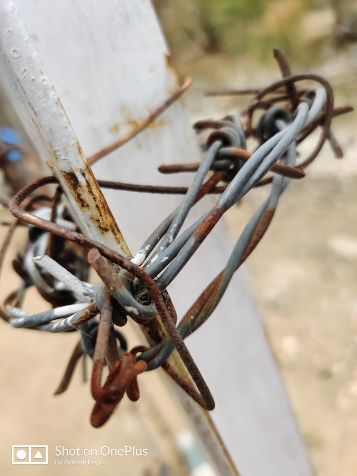 strangles of life