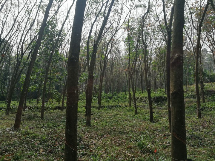 Nature
