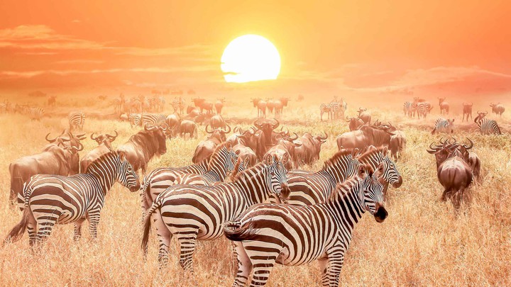 zebra