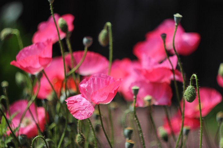 Poppy