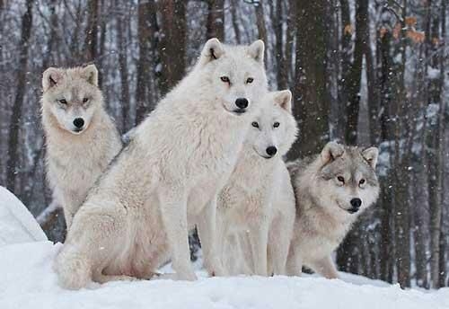 Wolf