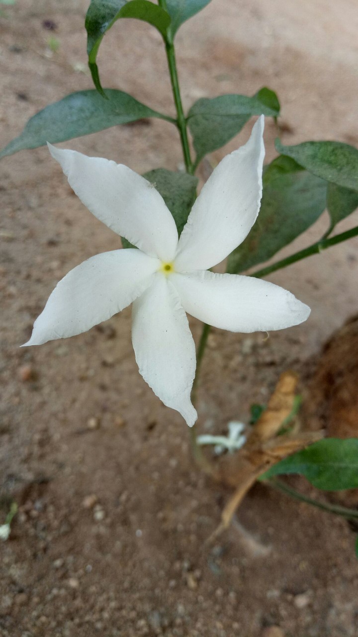 white flower