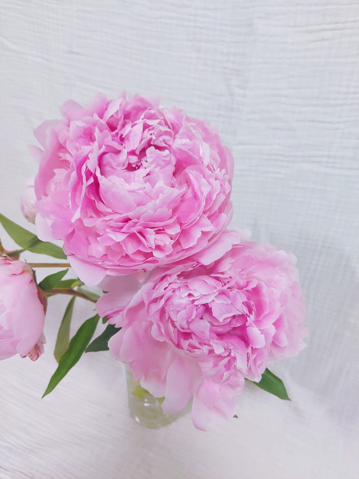 작약2송이