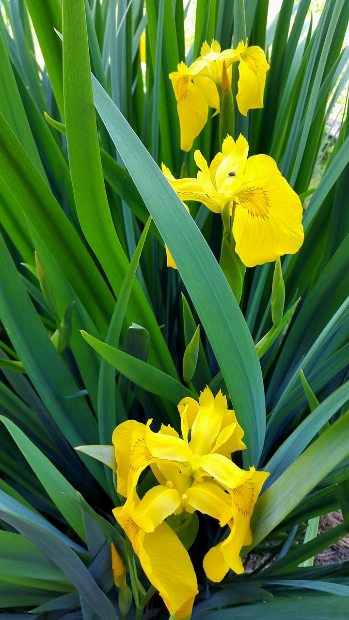 Iris